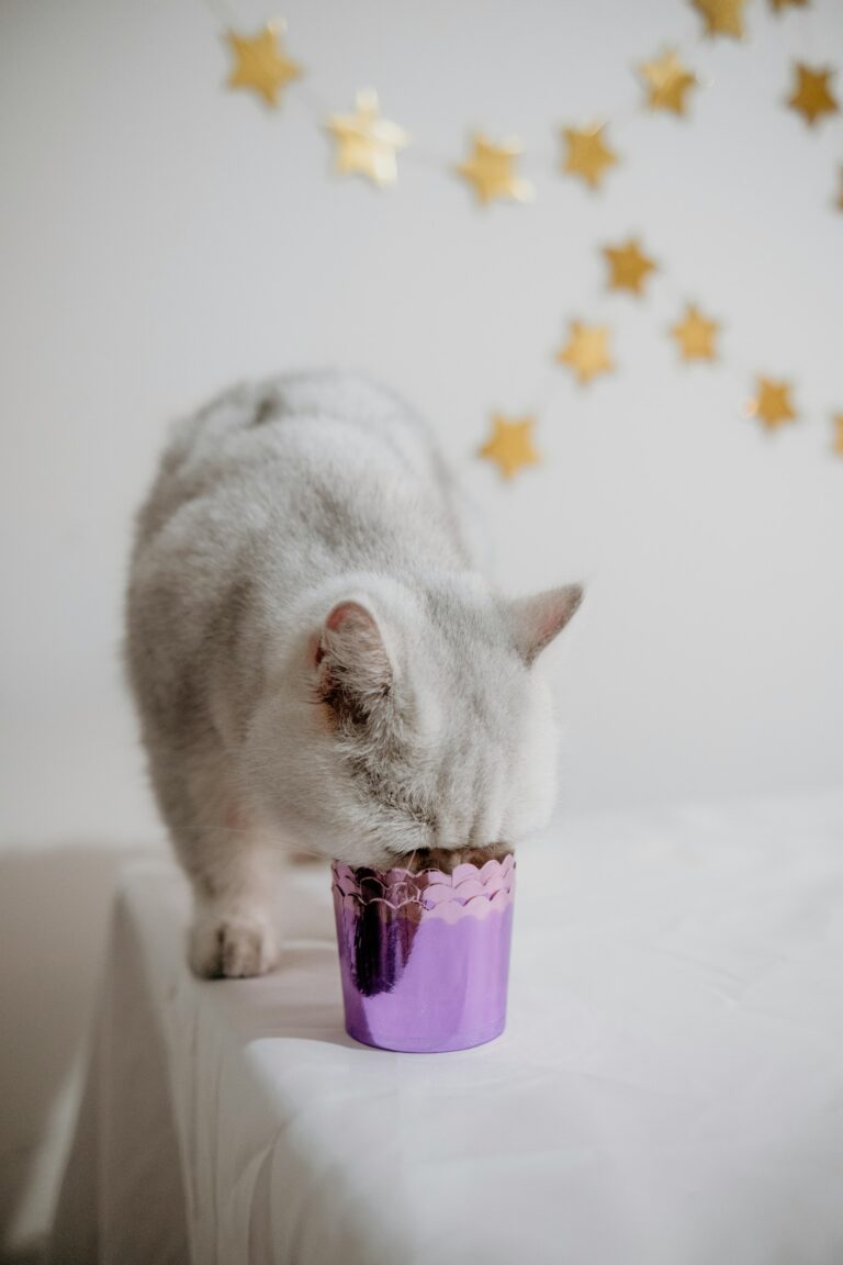 Can Cats Drink Coffee? Discover the Surprising Truth!